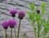 Cirsium japonicum Cirsium japonicum